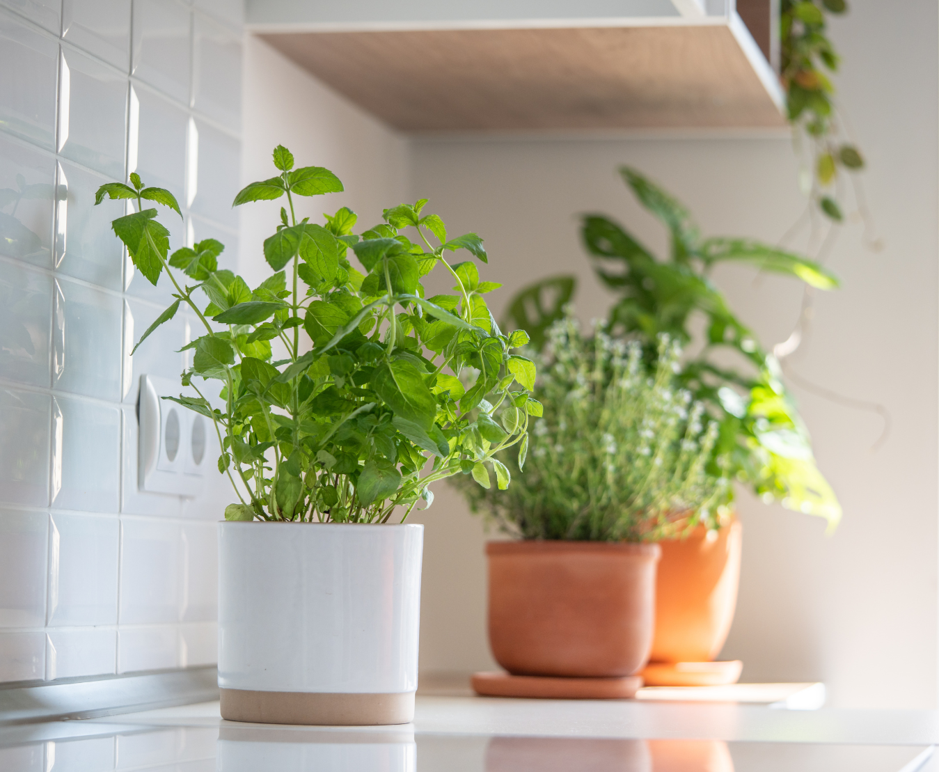 Fűszernövények a konyhában